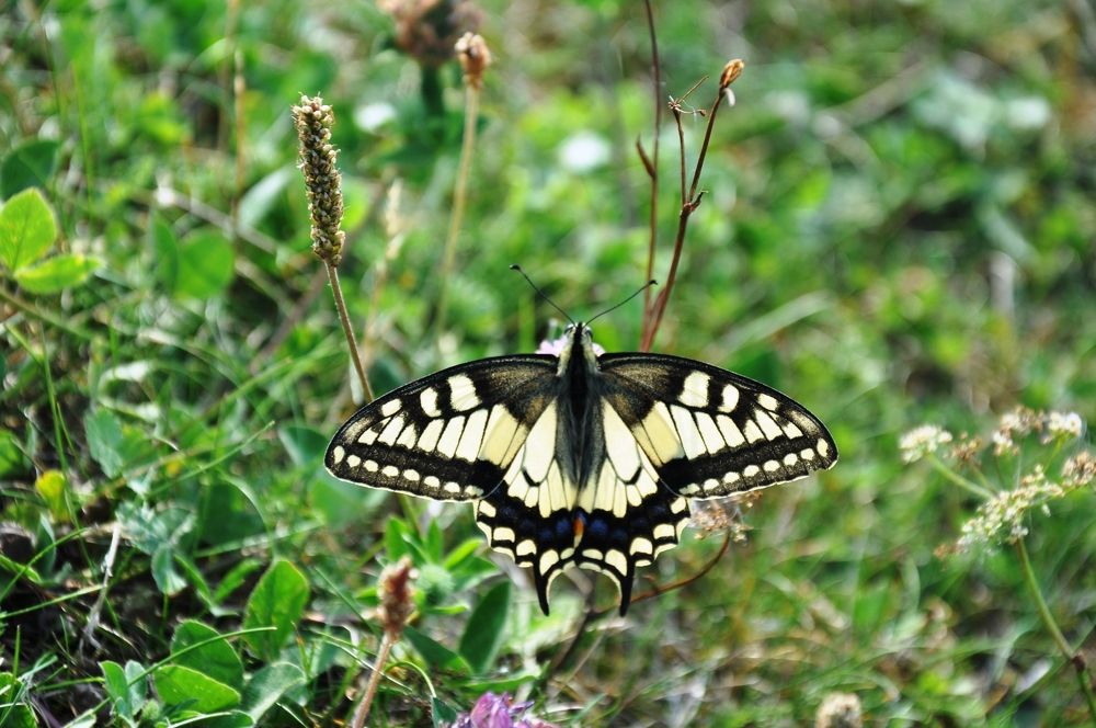 Во всей красе