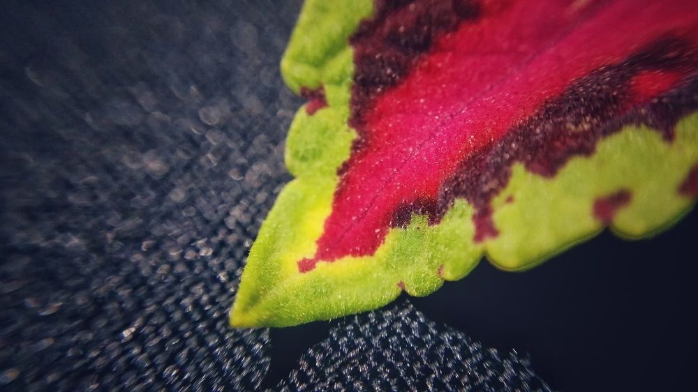 Photograph by Mohammad Rasheed