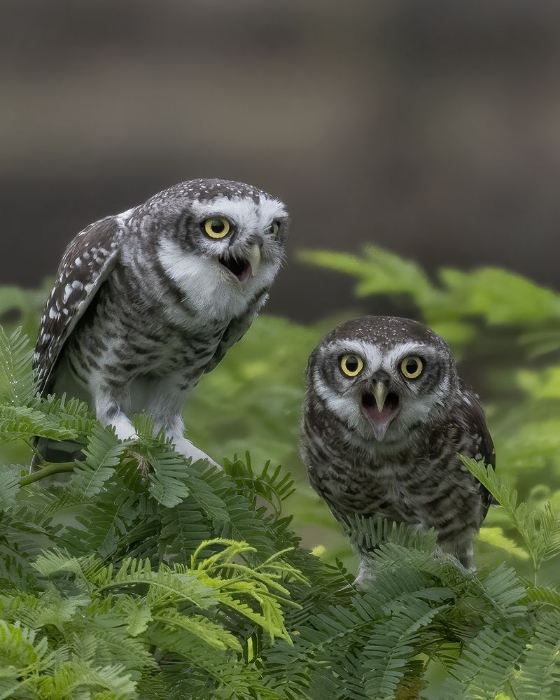 Mr. and Mrs. Spotted Owlet Showing Off