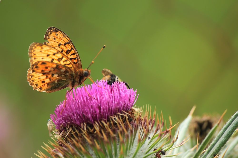 Photograph by Dani K