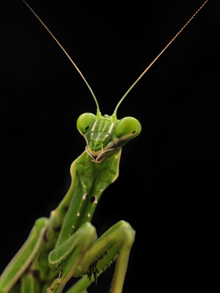 Photograph by Sumanth Varma skmacrographer