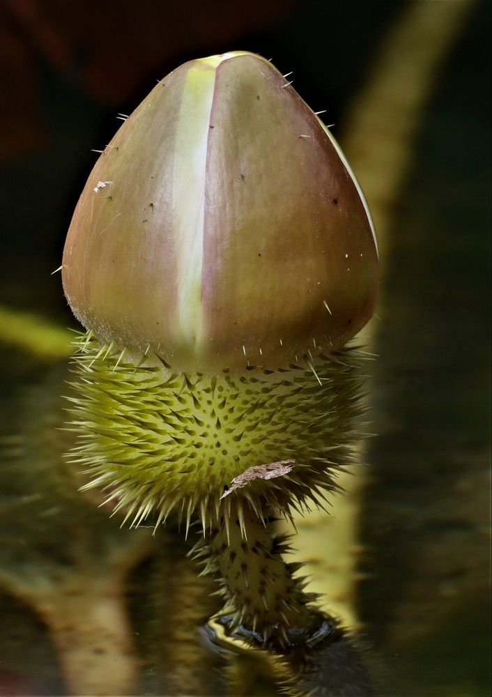 Photograph by Anja kroes