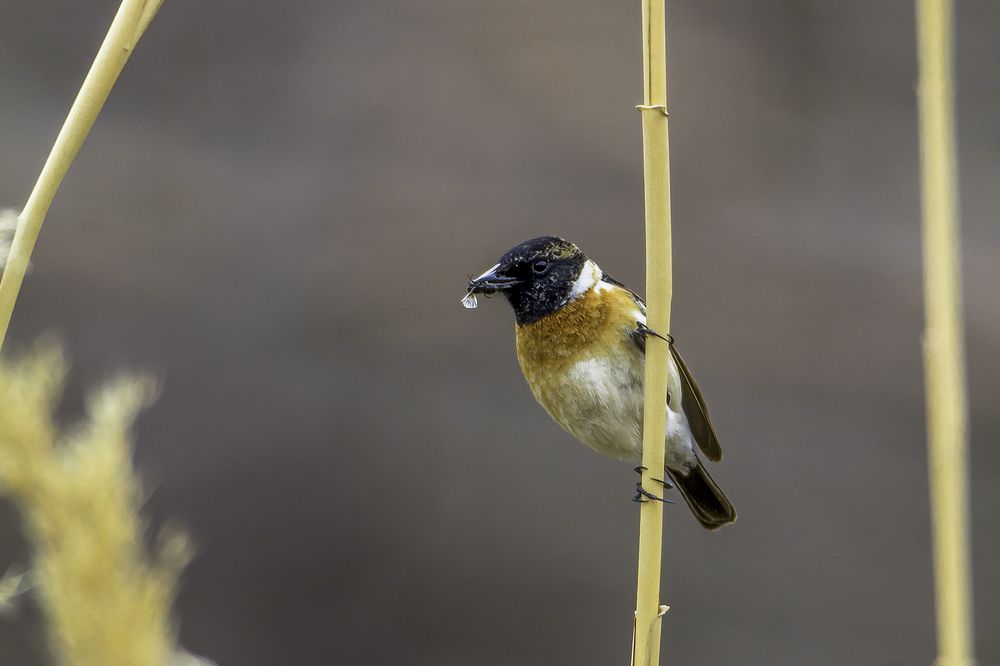 Фотография автора Majid Varasteh