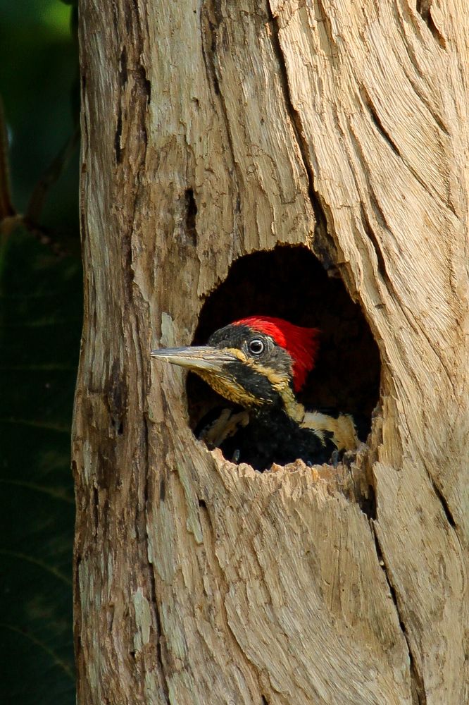 Un Pic vert en Amazonie
