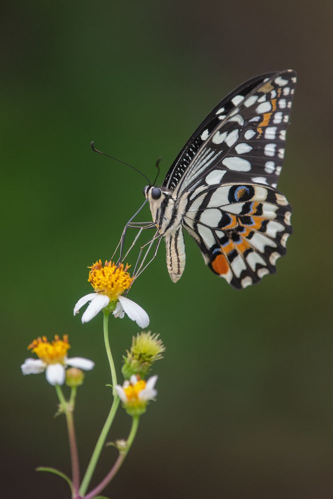 Photograph by Benny Chan