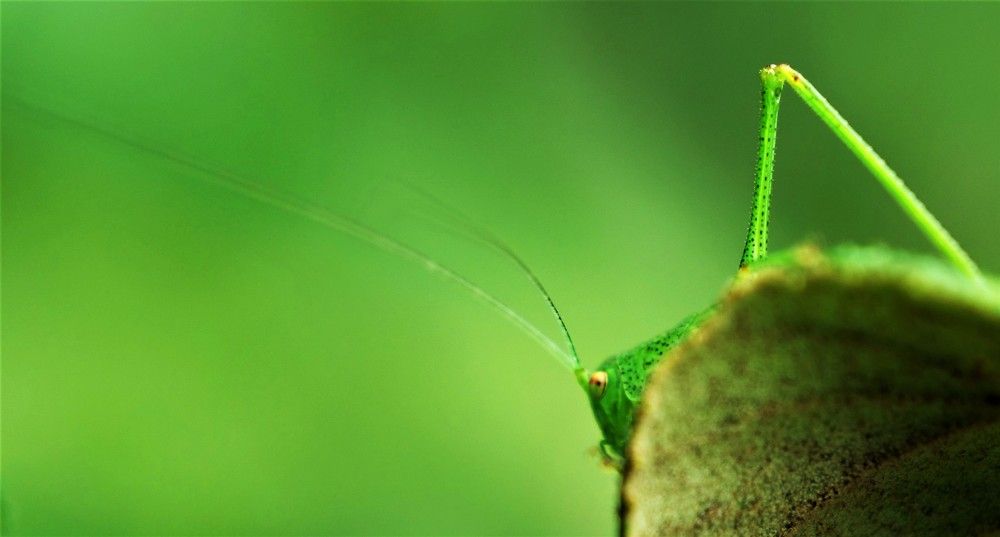 Photograph by Vincent PICCIOTTO