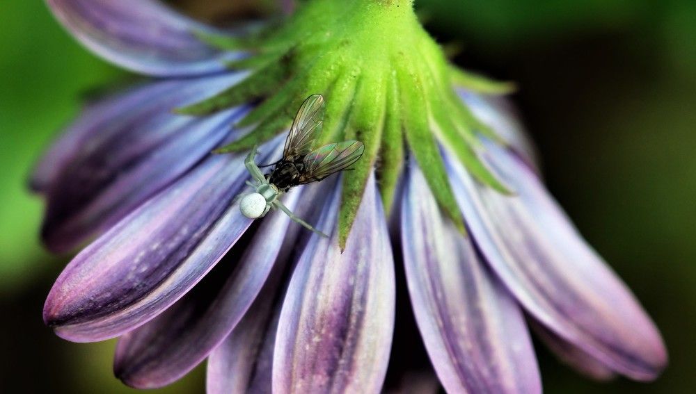 Photograph by Vincent PICCIOTTO