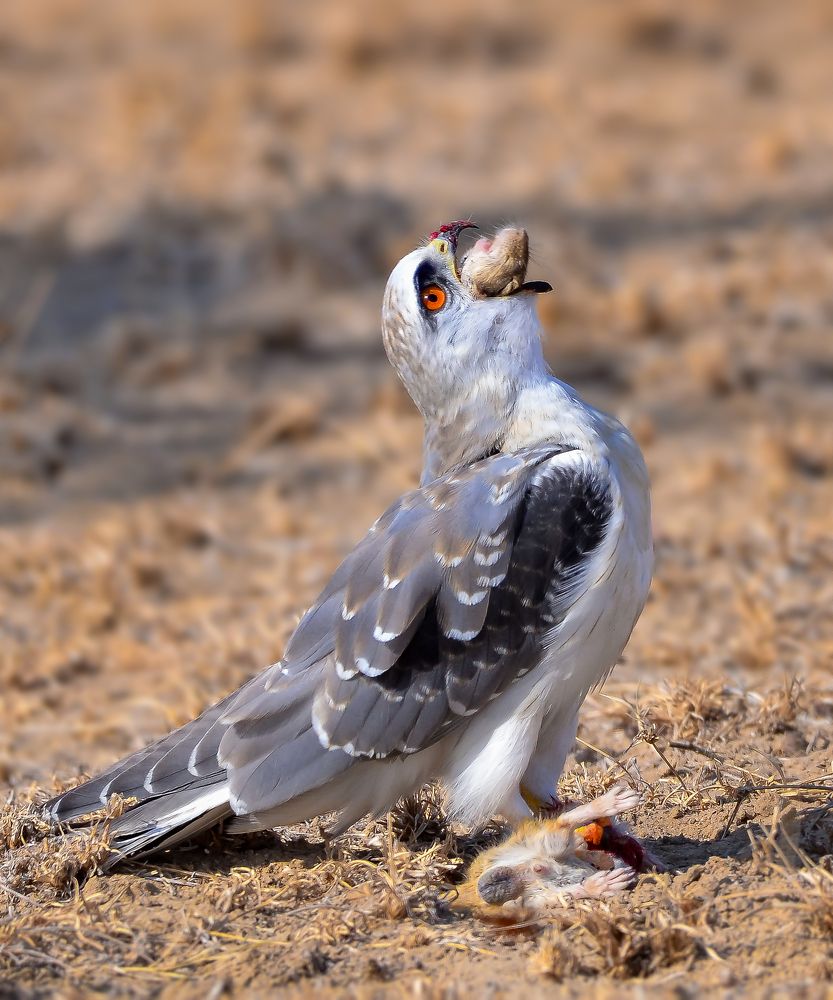 Фотография автора Rahul Chakraborty