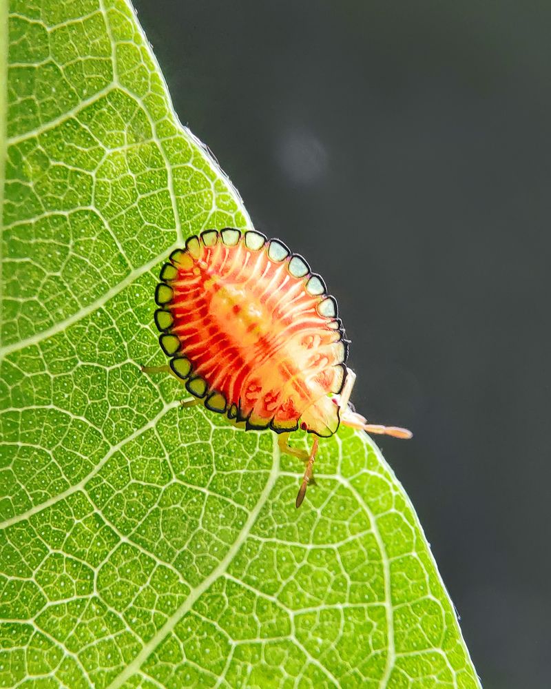 Photograph by Sumanth Varma skmacrographer