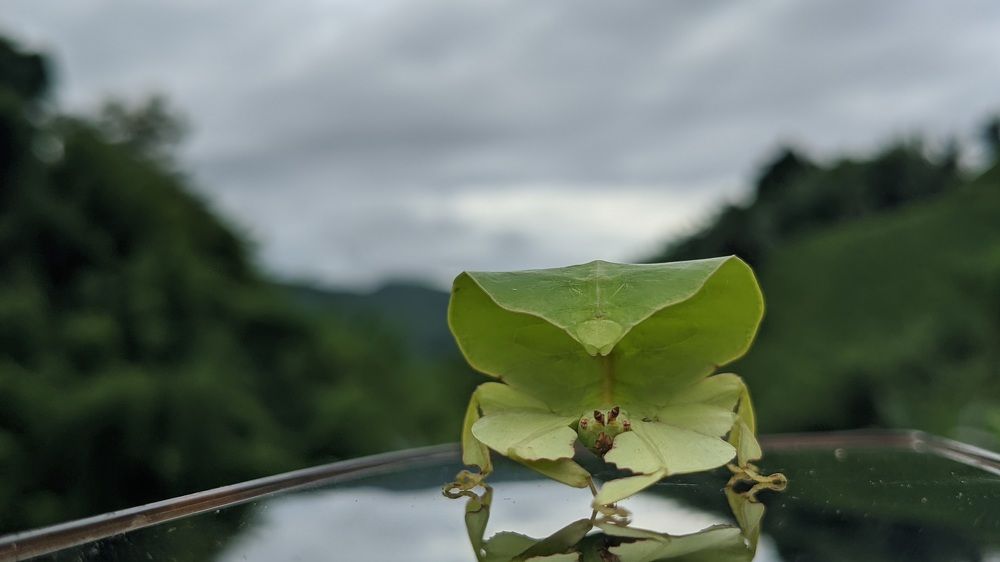 Nic shoot in my life ?