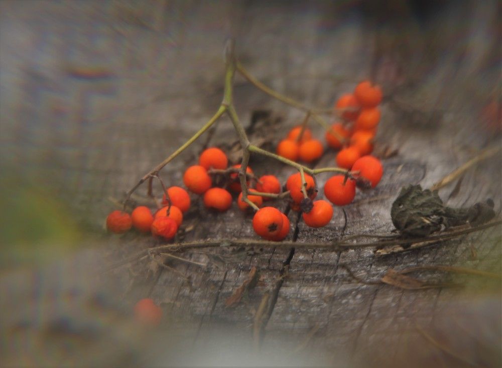 Photograph by Сенина Елена