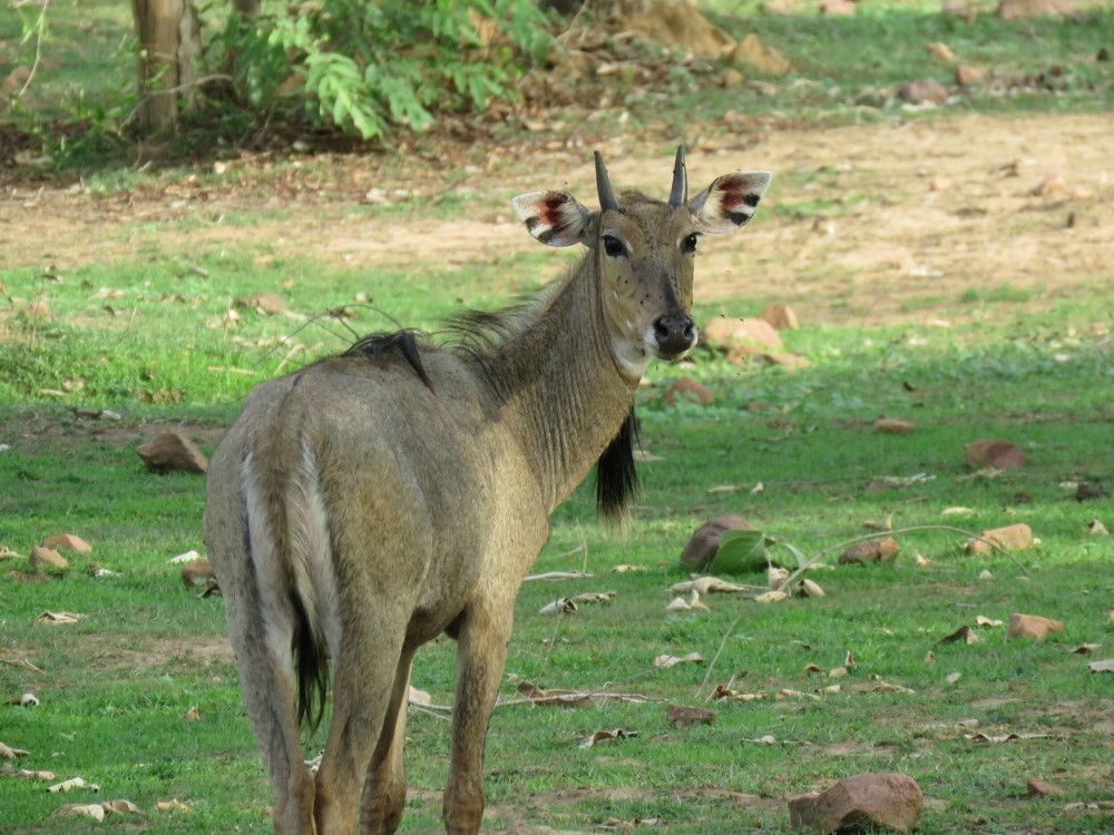 Male Nilgai looking on