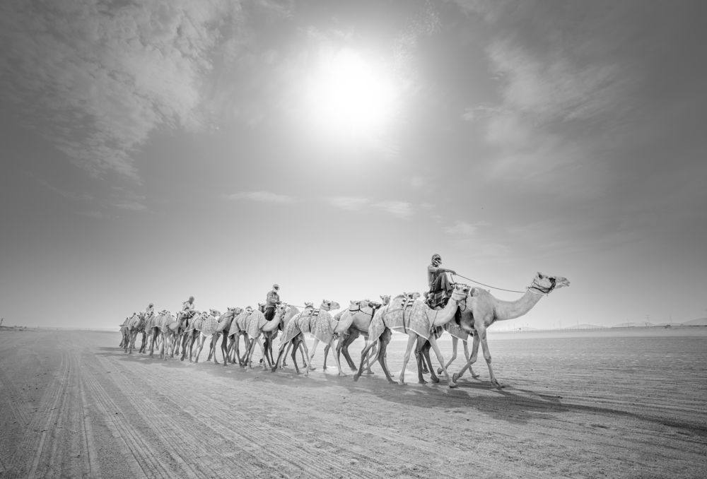 Al Ain Camel Riders