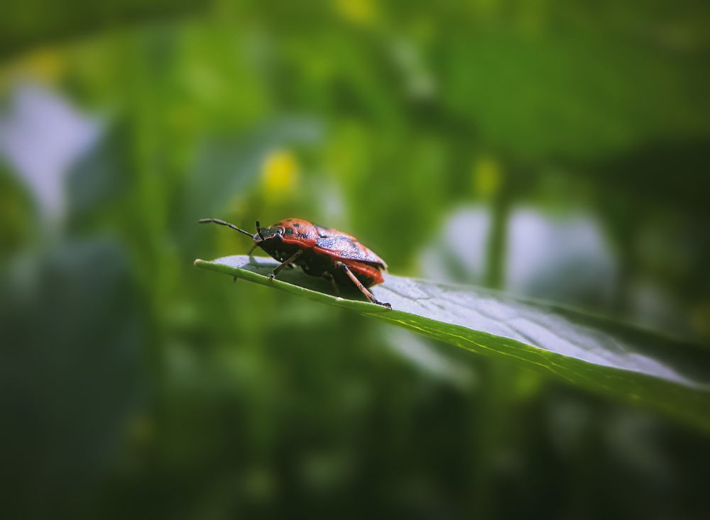 Photograph by Кристина Шляхова