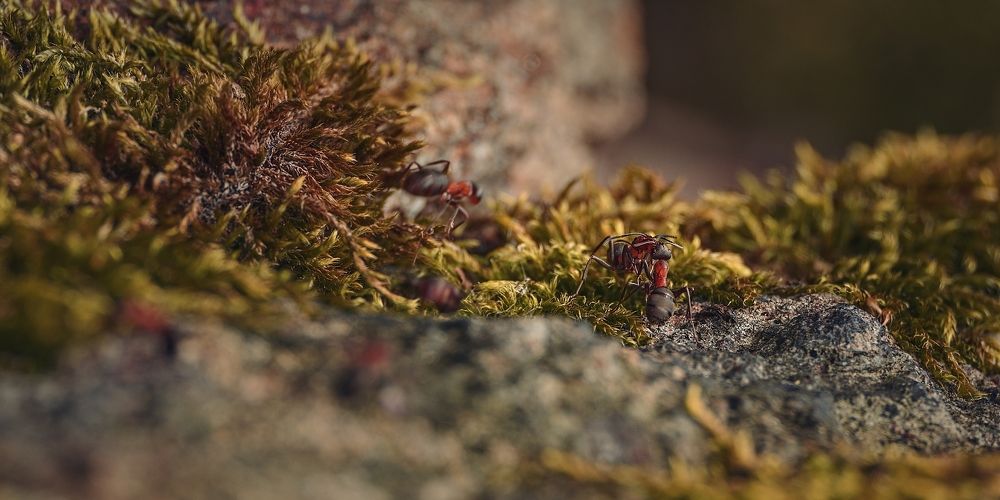 Photograph by Jan Musil