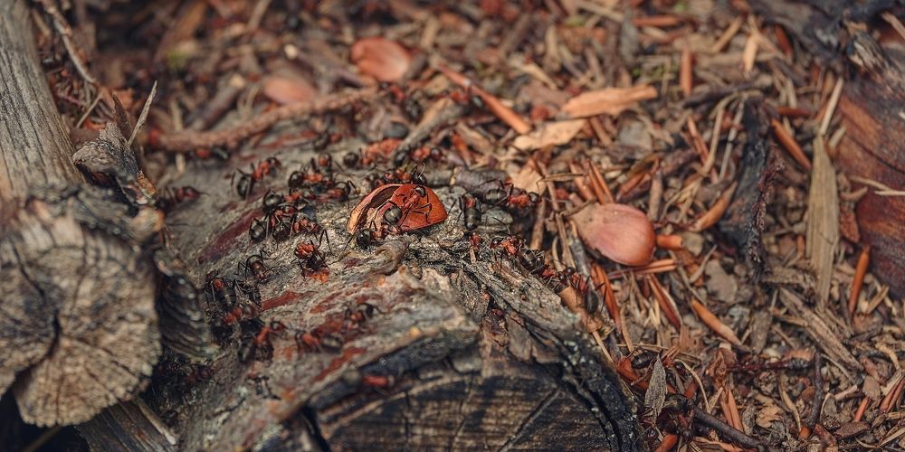 Photograph by Jan Musil