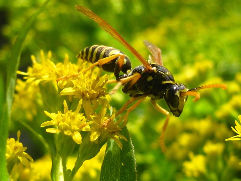 Одиночная оса.