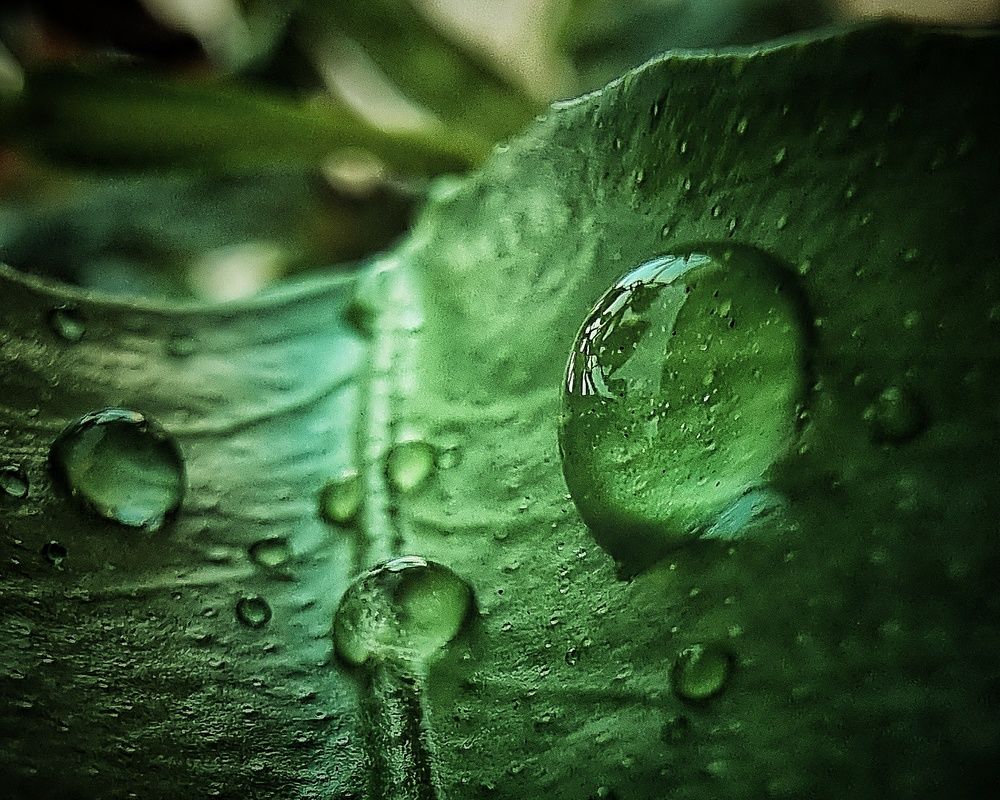 Photograph by Farid Ashtin