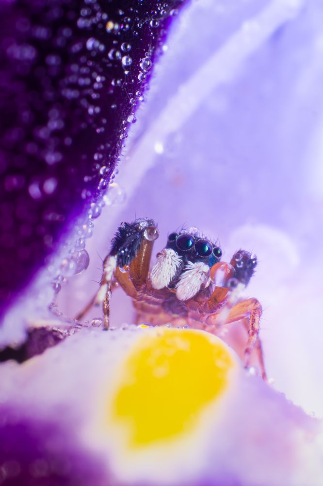 Stay Home. Stay Safe