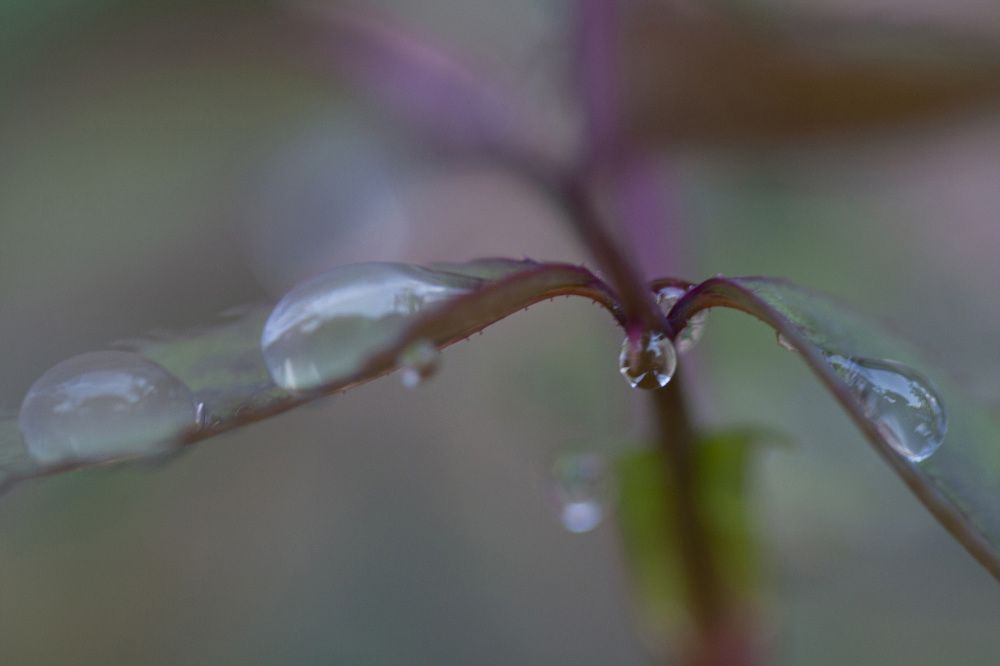 Photograph by Olinda Garcia Favre