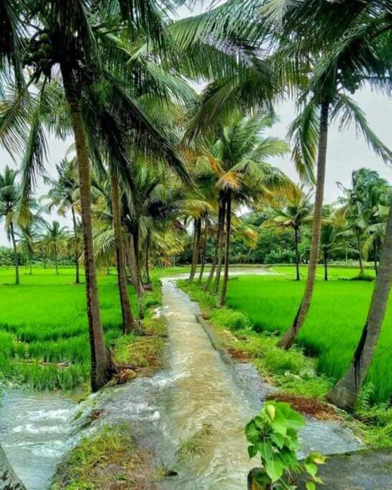 Photograph by Ahamed Nasfik