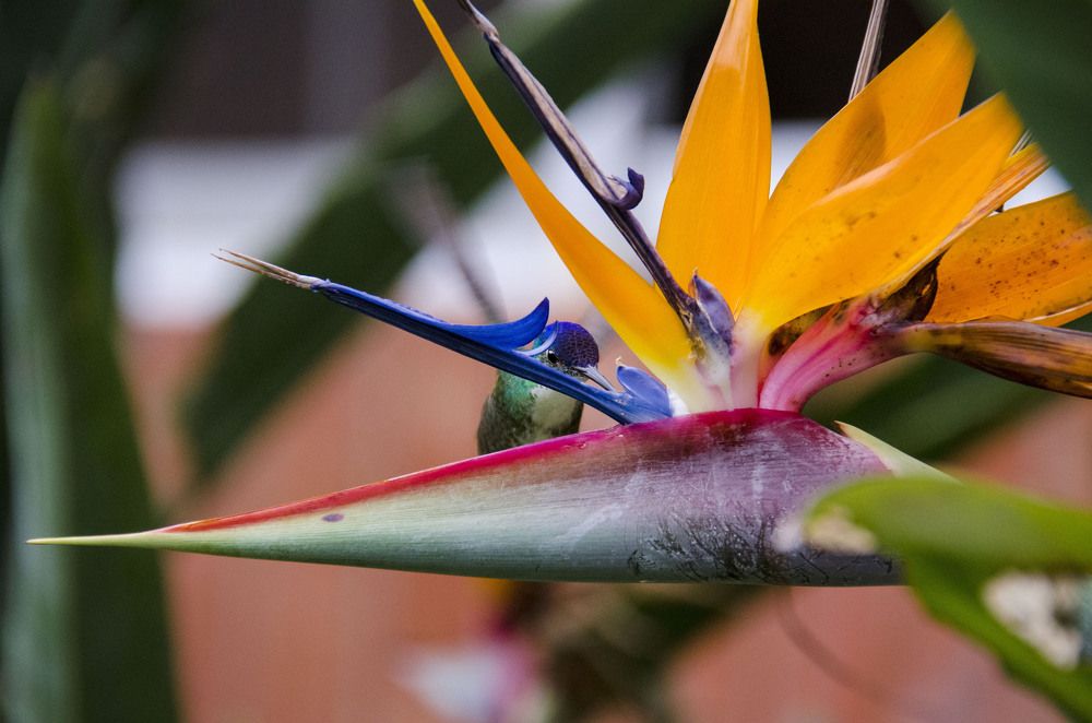 Find the Humming bird