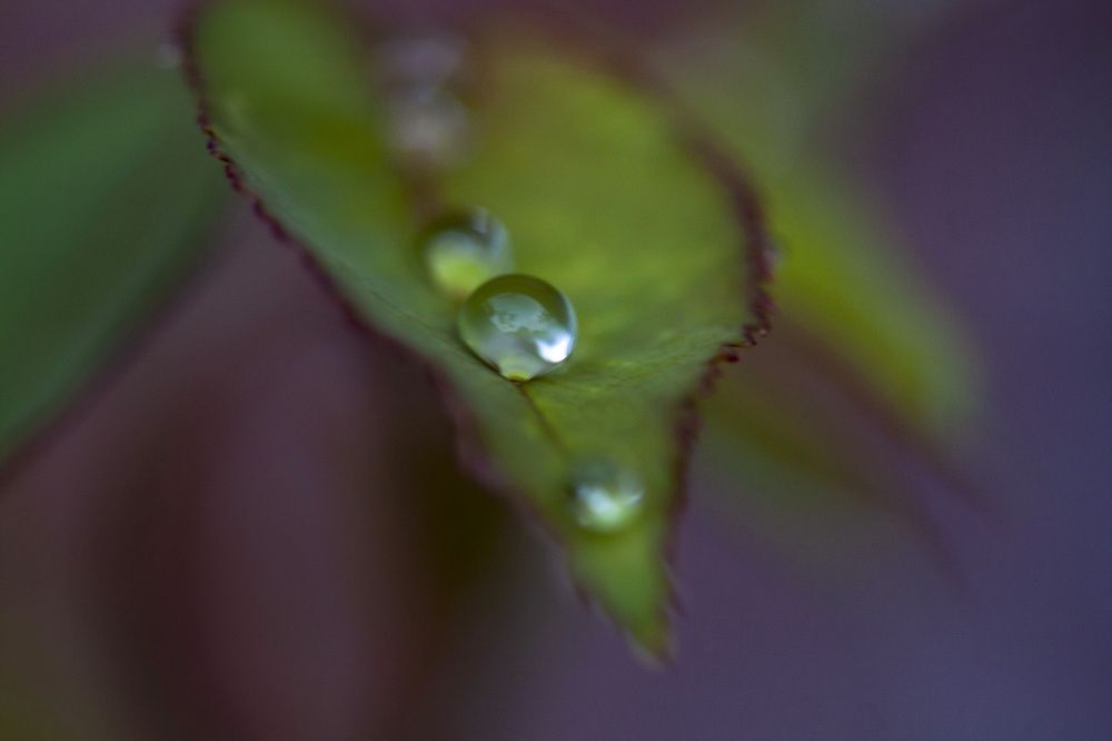 Photograph by Olinda Garcia Favre