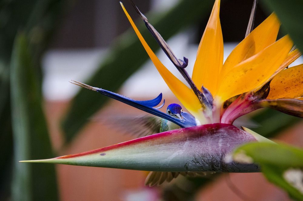 Find the Hummingbird