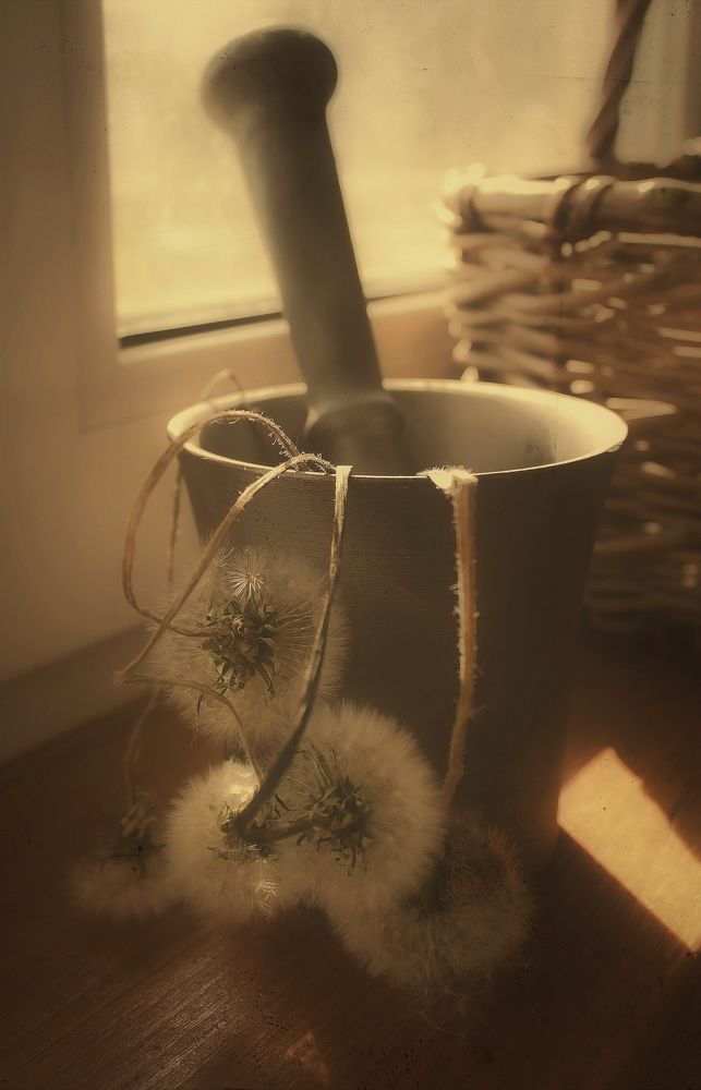 Одуванчики