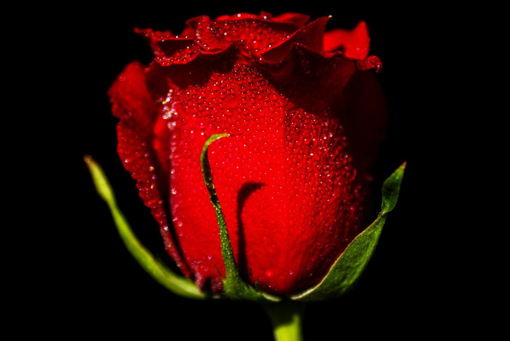 Photograph by Светлана Катанцева