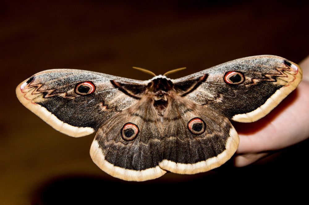 Photograph by Светлана Катанцева