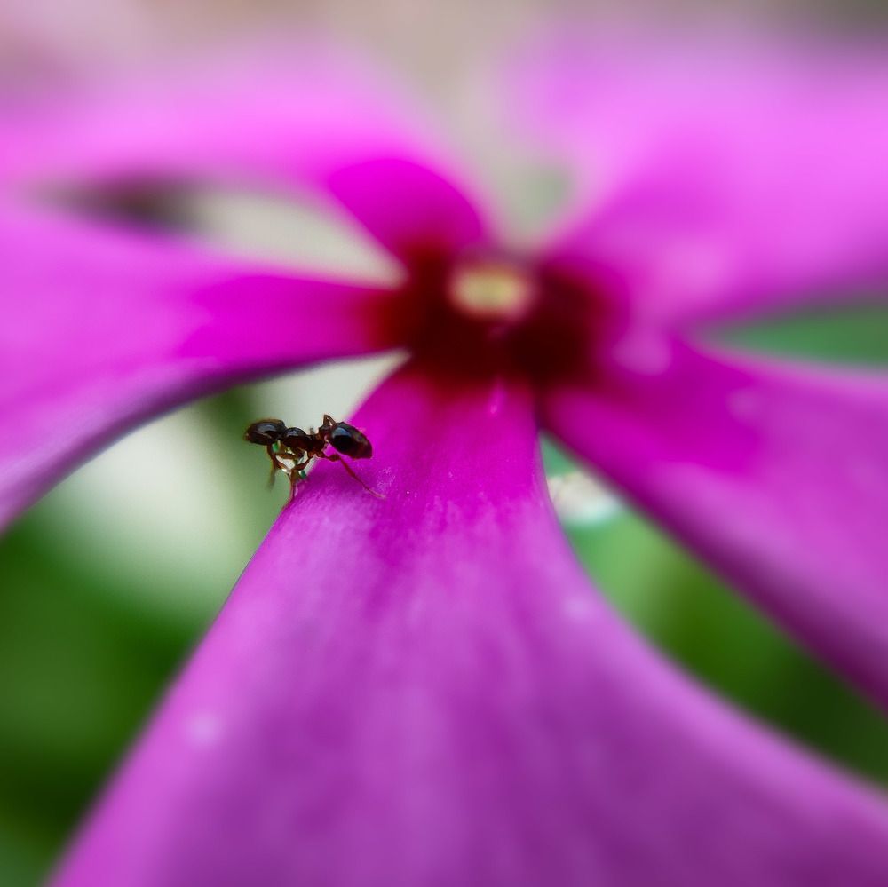 Photograph by Kumar Gond Shashank