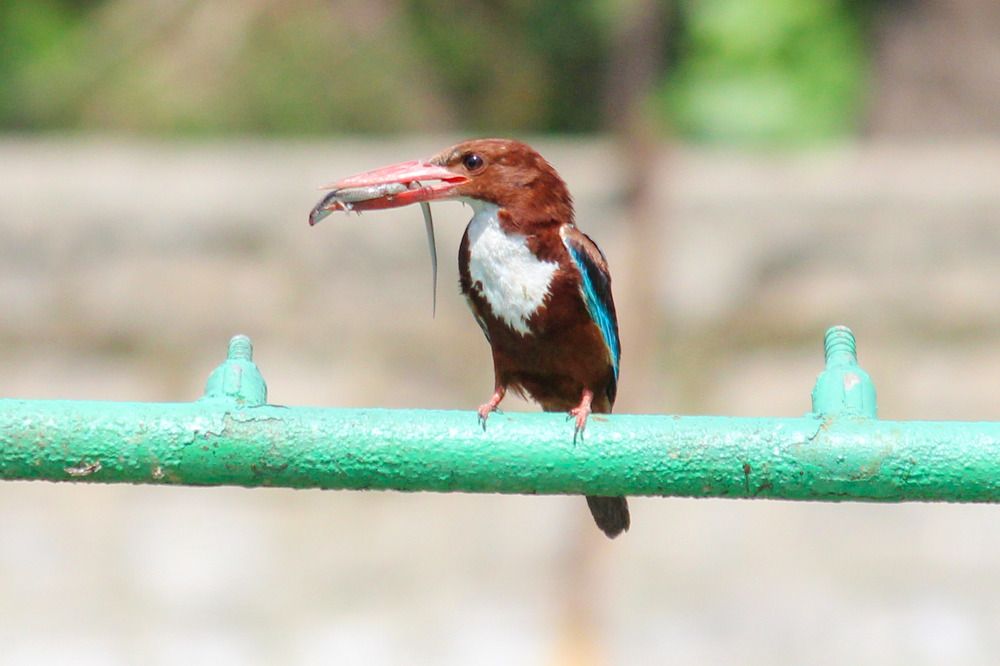 Photograph by SACHIN MATKAR