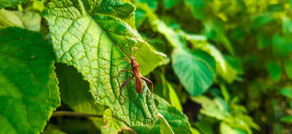 Фотография автора Nitish Kumar