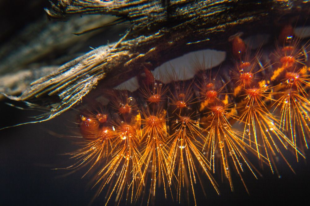 Photograph by Umesh Sapkota