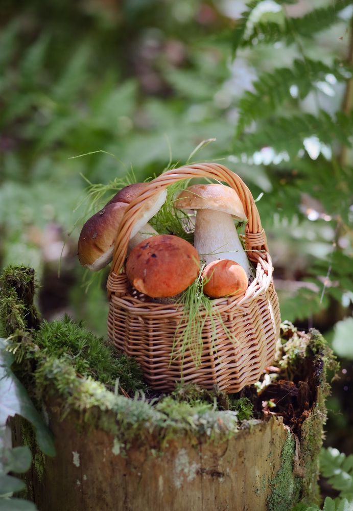 Фотография автора Anna