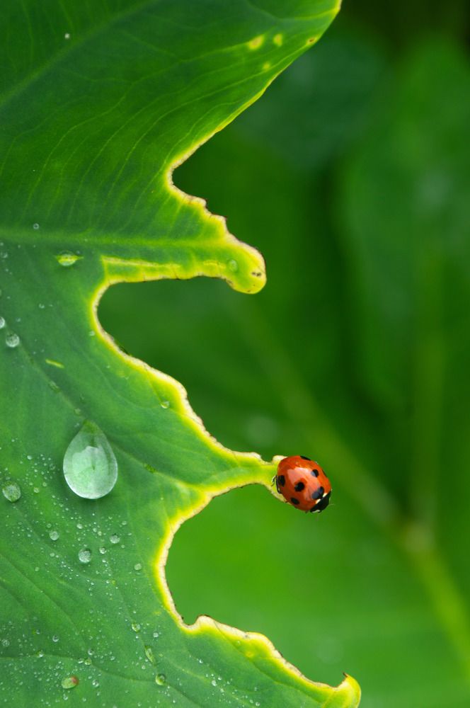 Ladybird on rest
