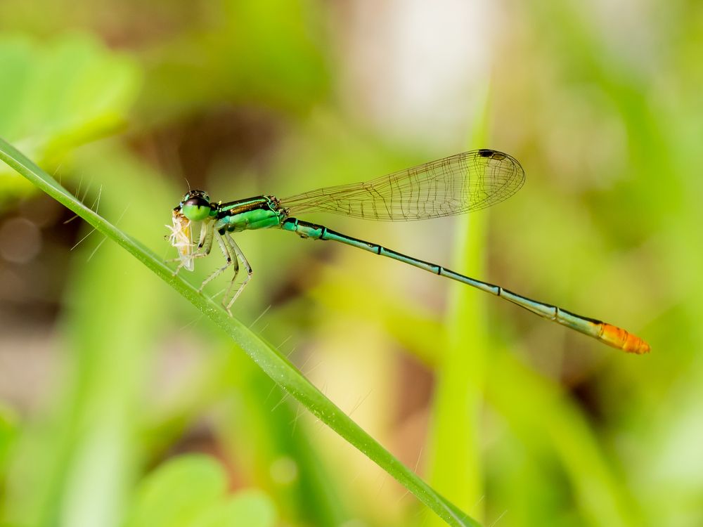 Damselfly