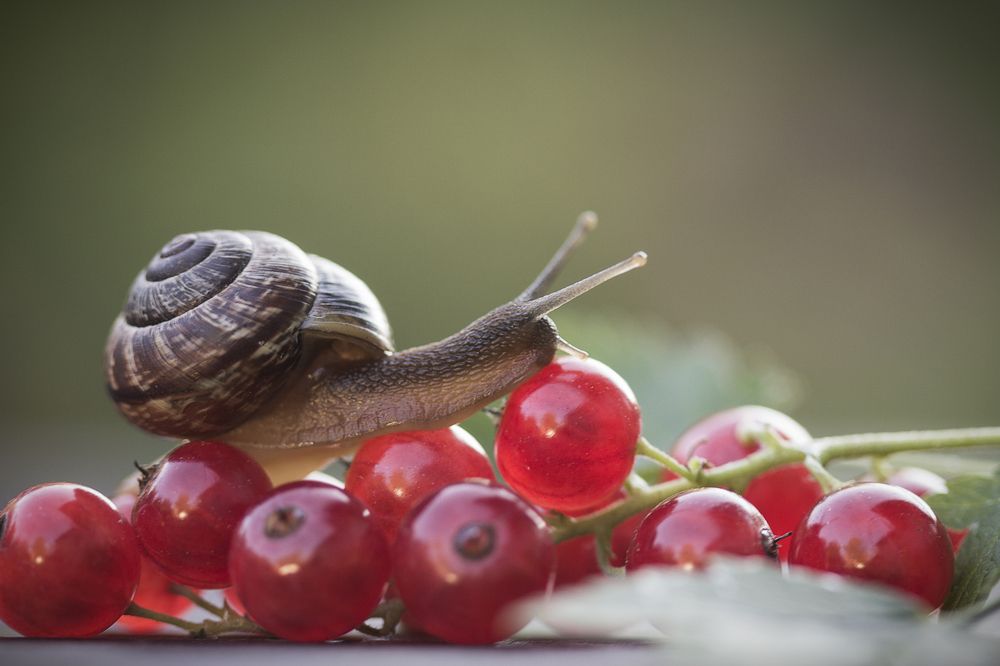 Photograph by Светлана Лапшова