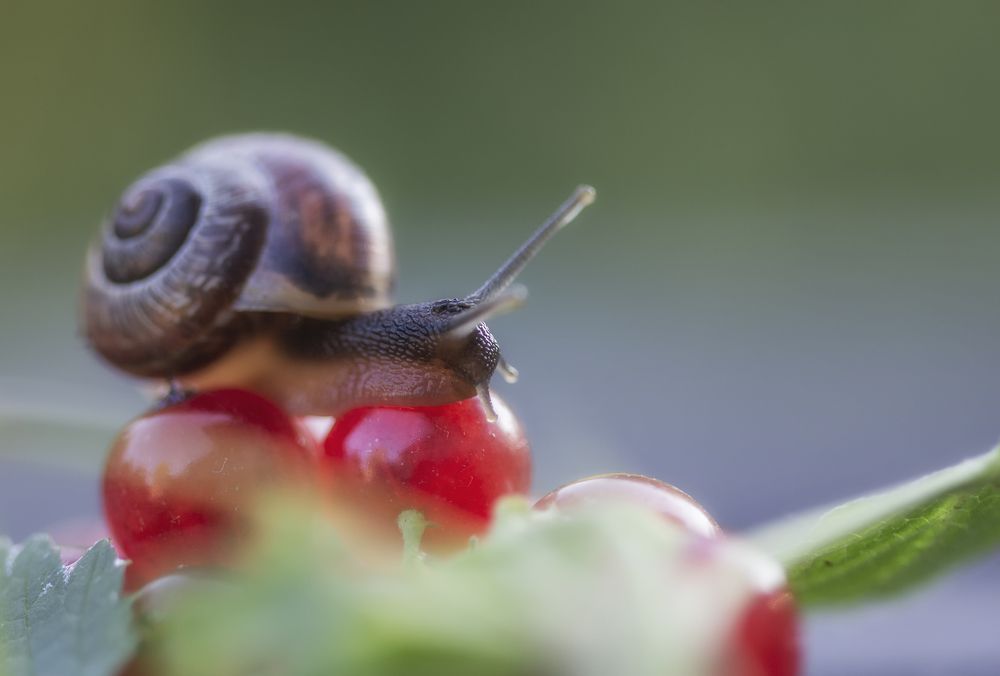 Photograph by Светлана Лапшова