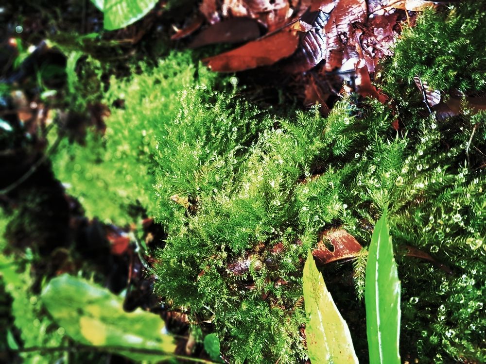 Photograph by Moi ling Jong