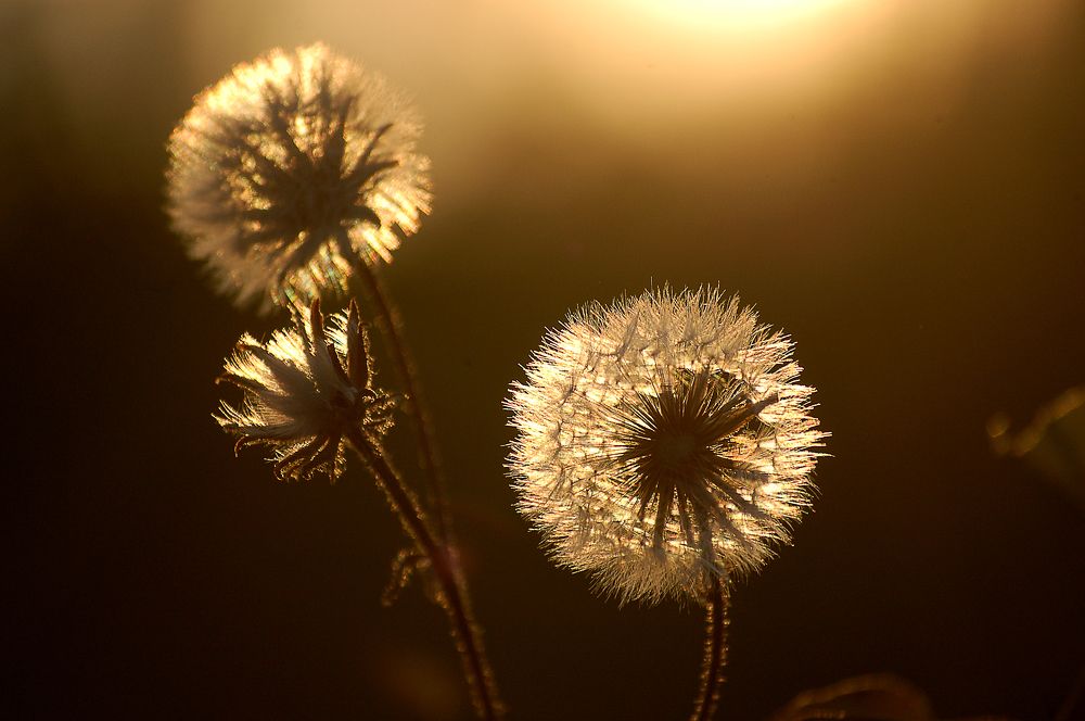 Photograph by БРОВКО АЛЕКСАНДР ИВАНОВИЧ