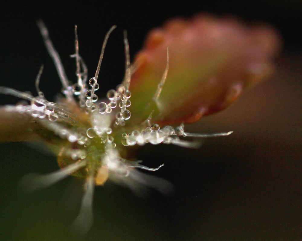 Photograph by R Hayati