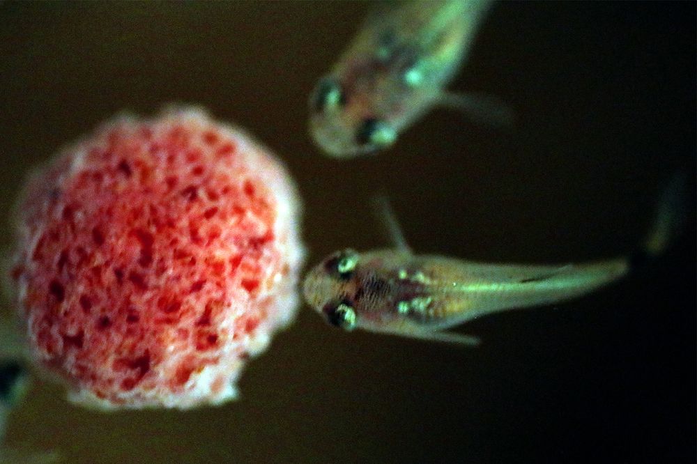 Photograph by R Hayati