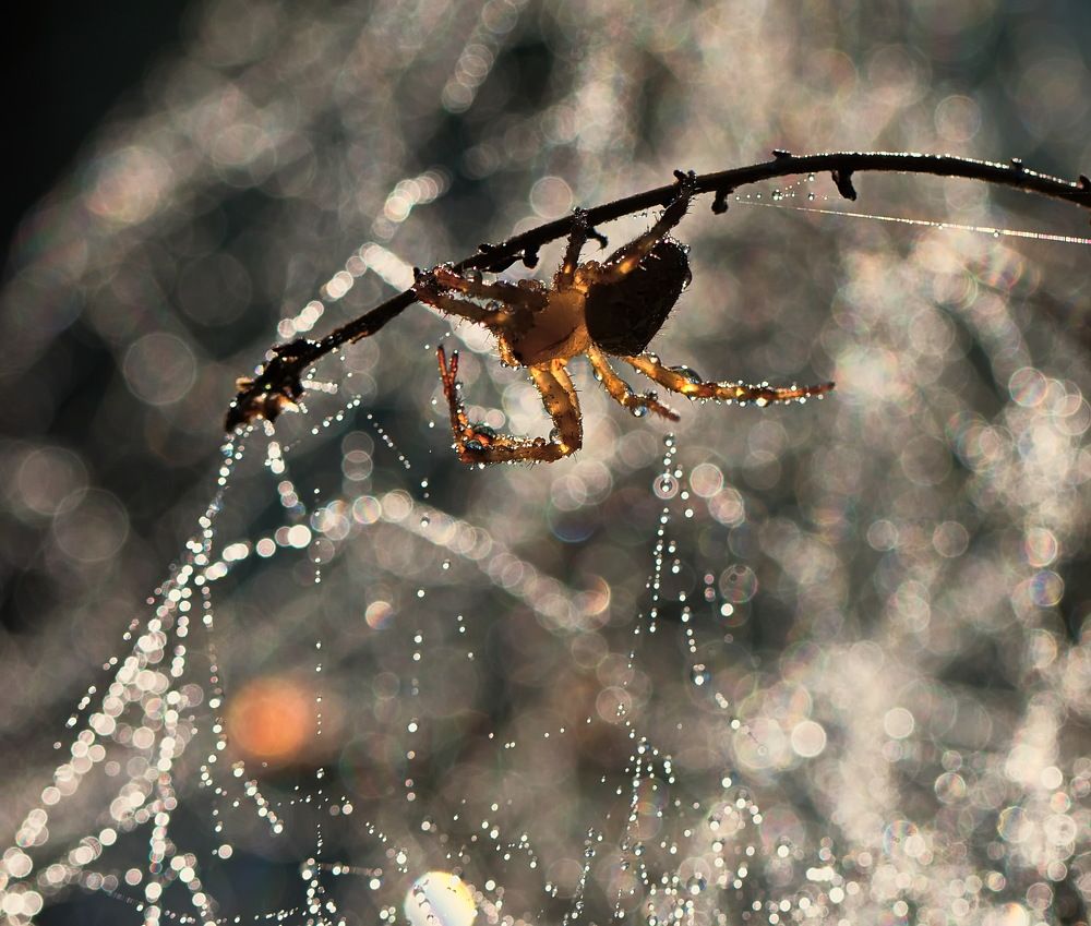 Photograph by Анатолий Васильев