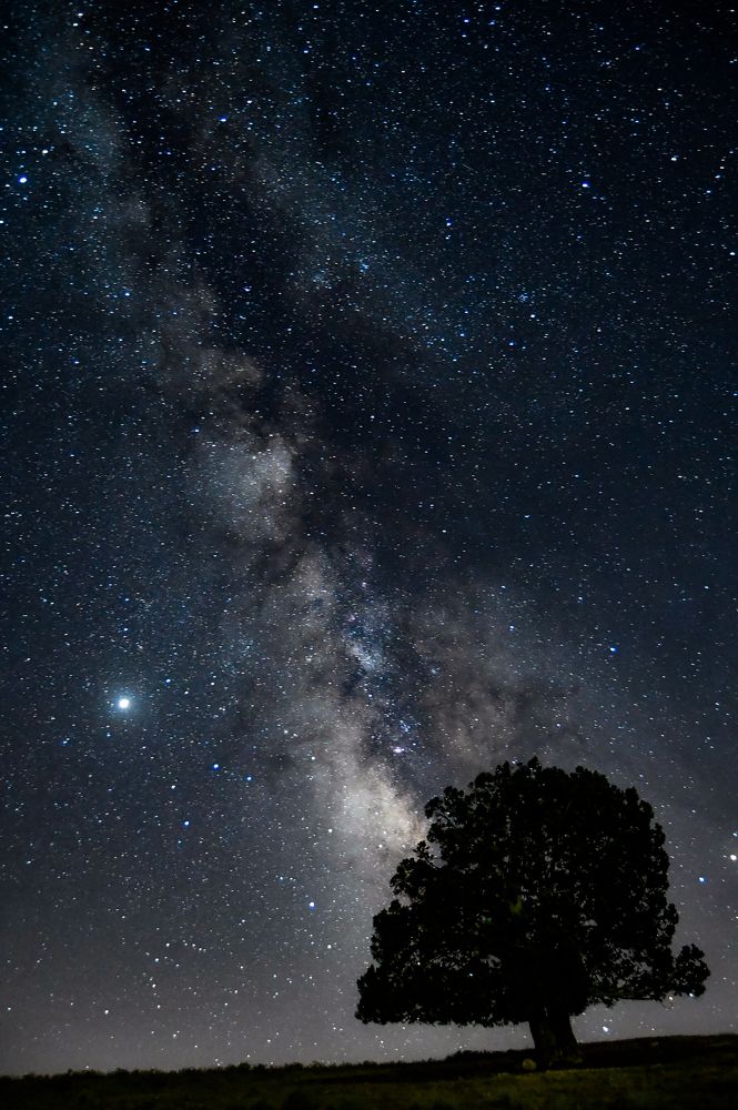 Ores tree And Milky Way