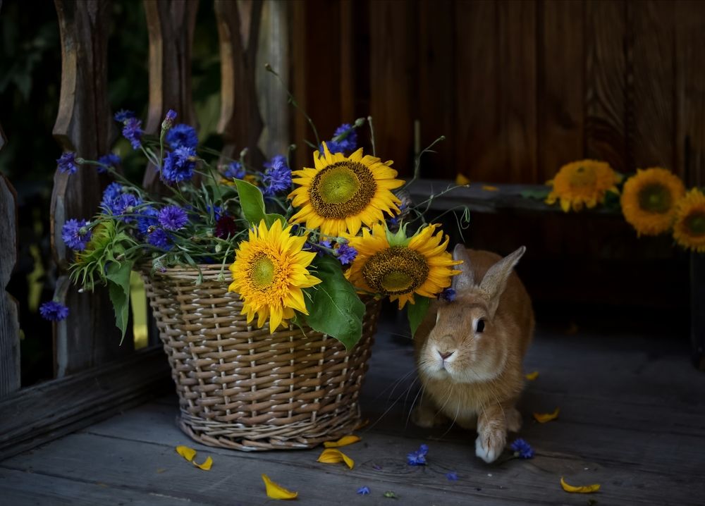 Photograph by Татьяна Кытина