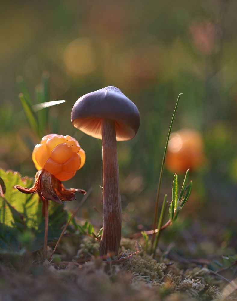 Морошка под зонтиком