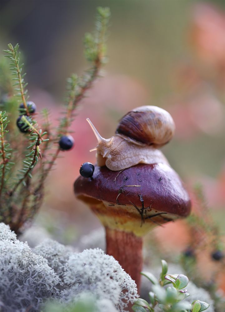 Сейчас я тебя съем!