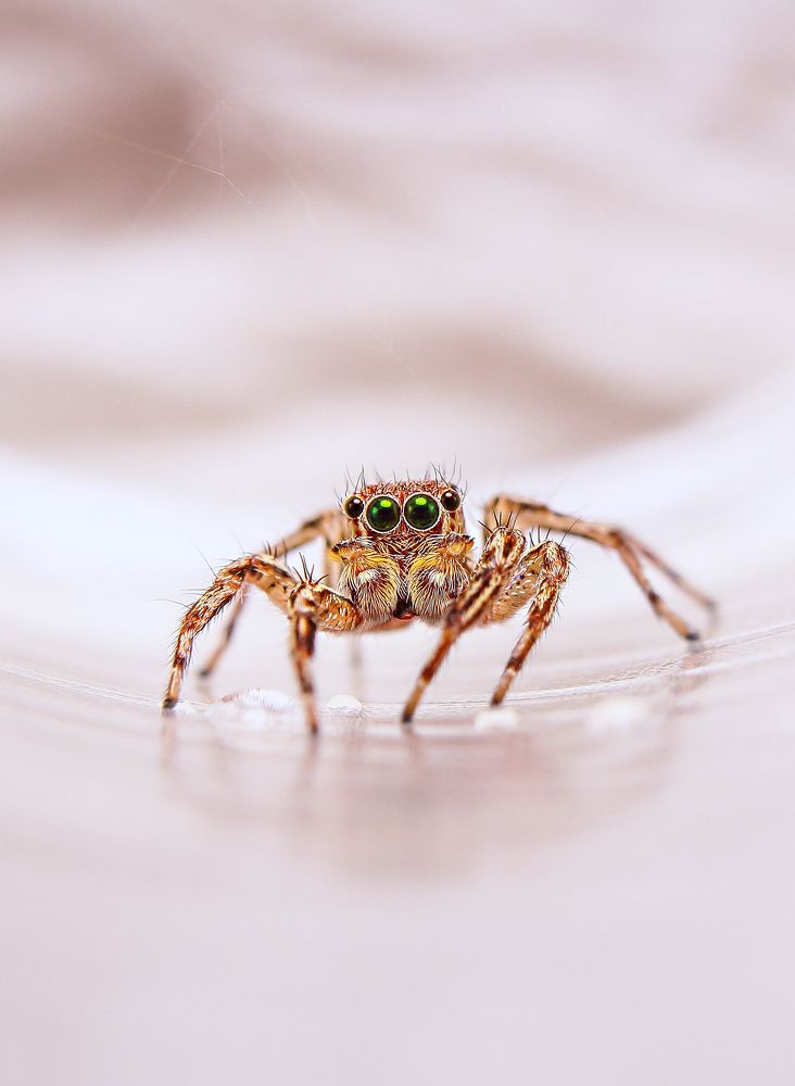 Photograph by Yusuf Buchari